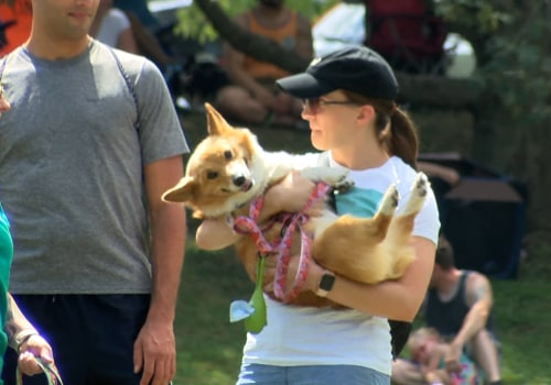 Bringing Your Furry Friend to Beer Festivals in Erie County, NY